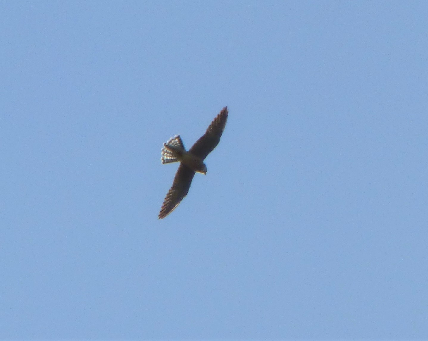 Falco cuculo (Falco vespertinus), femmina